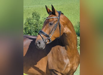 KWPN, Stute, 9 Jahre, 163 cm, Brauner