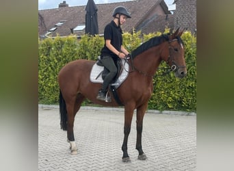 KWPN, Stute, 9 Jahre, 163 cm, Brauner