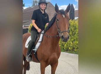 KWPN, Stute, 9 Jahre, 163 cm, Brauner