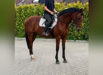 KWPN, Stute, 9 Jahre, 163 cm, Brauner