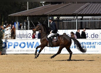 KWPN, Stute, 9 Jahre, 163 cm, Brauner