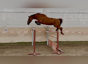 KWPN, Stute, 9 Jahre, 164 cm, Fuchs
