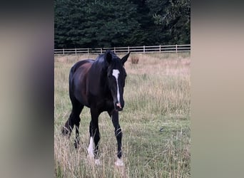 KWPN, Stute, 9 Jahre, 164 cm, Rappe