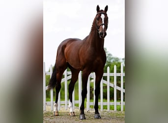 KWPN, Stute, 9 Jahre, 164 cm, Rotbrauner