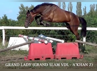 KWPN, Stute, 9 Jahre, 164 cm, Rotbrauner