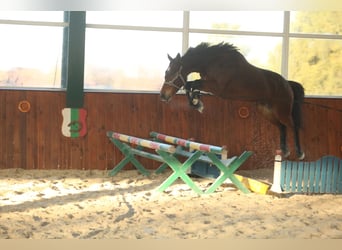 KWPN, Stute, 9 Jahre, 164 cm, Rotbrauner