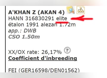 KWPN, Stute, 9 Jahre, 164 cm, Rotbrauner