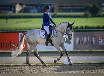 KWPN, Stute, 9 Jahre, 164 cm, Schimmel
