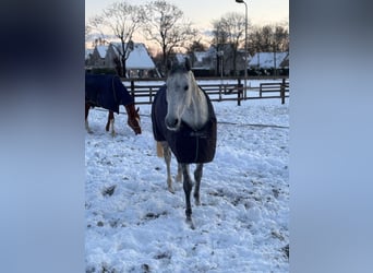 KWPN, Stute, 9 Jahre, 164 cm, Schimmel