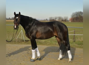 KWPN, Stute, 9 Jahre, 165 cm, Schwarzbrauner