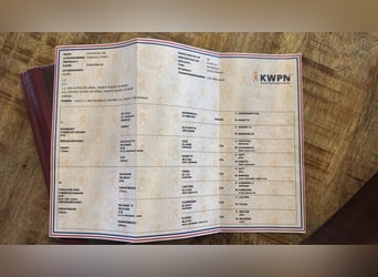 KWPN, Stute, 9 Jahre, 166 cm, Dunkelbrauner