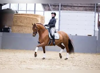 KWPN, Stute, 9 Jahre, 166 cm, Fuchs