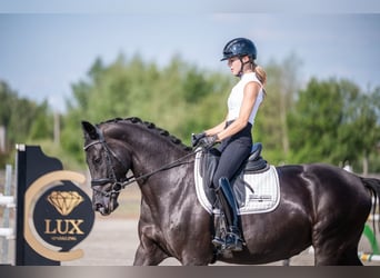 KWPN, Stute, 9 Jahre, 166 cm, Rappe