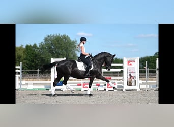 KWPN, Stute, 9 Jahre, 166 cm, Rappe