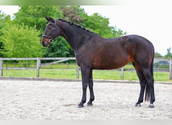 KWPN, Stute, 9 Jahre, 166 cm, Schwarzbrauner