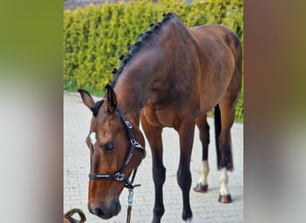 KWPN, Stute, 9 Jahre, 167 cm, Brauner