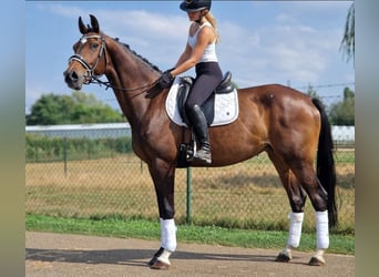 KWPN, Stute, 9 Jahre, 167 cm, Brauner