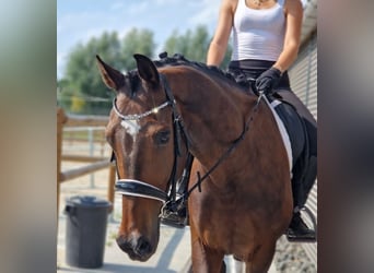 KWPN, Stute, 9 Jahre, 167 cm, Brauner