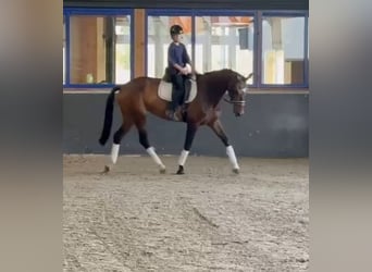 KWPN, Stute, 9 Jahre, 167 cm, Brauner