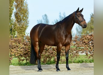 KWPN, Stute, 9 Jahre, 167 cm, Dunkelbrauner