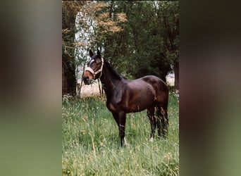 KWPN, Stute, 9 Jahre, 167 cm, Dunkelbrauner