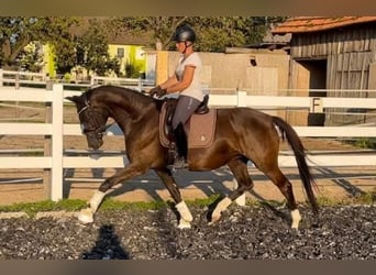 KWPN, Stute, 9 Jahre, 167 cm, Rappe