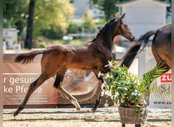 KWPN, Stute, 9 Jahre, 167 cm, Rappe