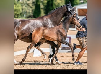 KWPN, Stute, 9 Jahre, 167 cm, Rappe