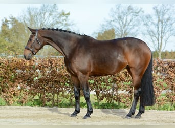 KWPN, Stute, 9 Jahre, 167 cm