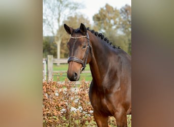 KWPN, Stute, 9 Jahre, 167 cm