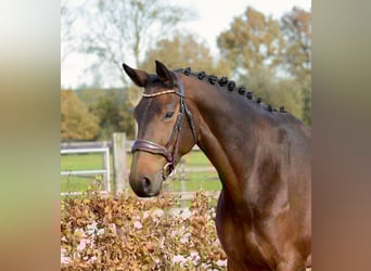 KWPN, Stute, 9 Jahre, 167 cm