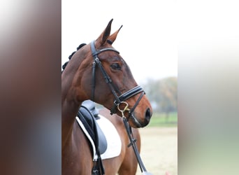 KWPN, Stute, 9 Jahre, 168 cm, Brauner