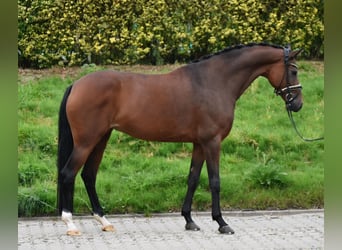 KWPN, Stute, 9 Jahre, 168 cm, Brauner