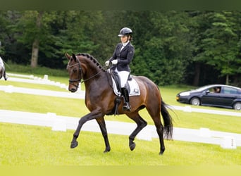 KWPN, Stute, 9 Jahre, 168 cm, Dunkelbrauner