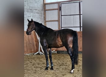 KWPN, Stute, 9 Jahre, 168 cm, Dunkelbrauner