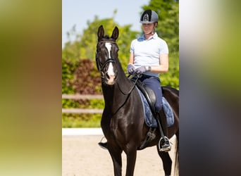 KWPN, Stute, 9 Jahre, 168 cm, Rappe