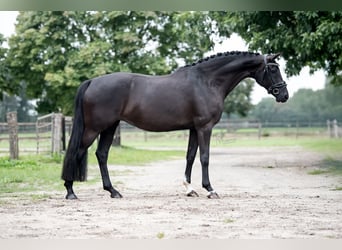 KWPN, Stute, 9 Jahre, 168 cm, Rappe