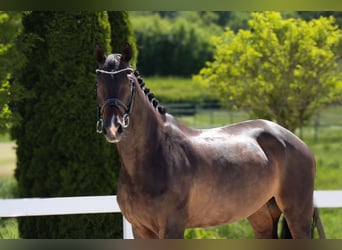 KWPN, Stute, 9 Jahre, 168 cm, Schwarzbrauner