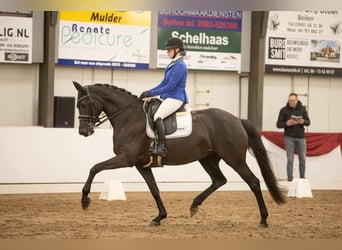 KWPN, Stute, 9 Jahre, 169 cm, Rappe