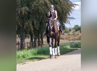 KWPN, Stute, 9 Jahre, 169 cm, Rappe