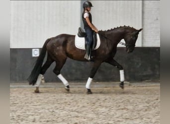 KWPN, Stute, 9 Jahre, 169 cm, Rappe