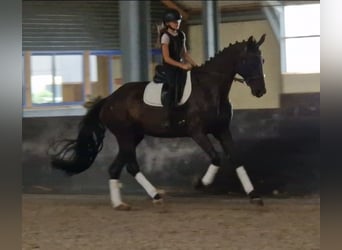 KWPN, Stute, 9 Jahre, 169 cm, Rappe