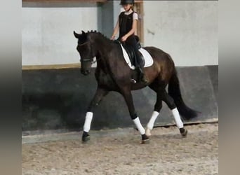 KWPN, Stute, 9 Jahre, 169 cm, Rappe