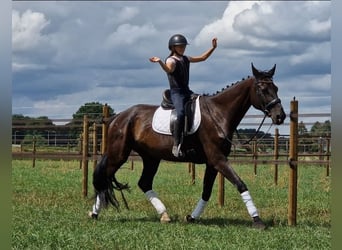 KWPN, Stute, 9 Jahre, 169 cm, Rappe