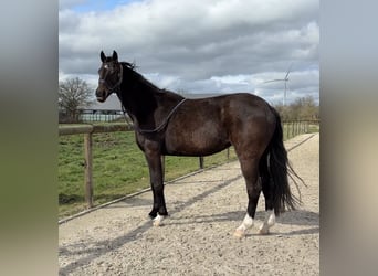 KWPN, Stute, 9 Jahre, 169 cm, Rappe