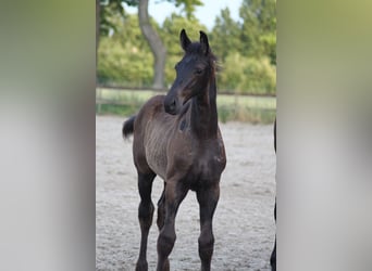 KWPN, Stute, 9 Jahre, 170 cm, Brauner