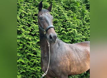 KWPN, Stute, 9 Jahre, 170 cm, Dunkelbrauner