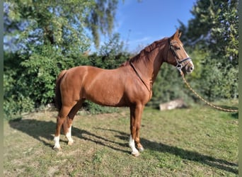 KWPN, Stute, 9 Jahre, 170 cm, Fuchs