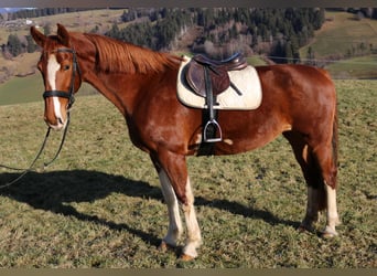 KWPN, Stute, 9 Jahre, 170 cm, Fuchs