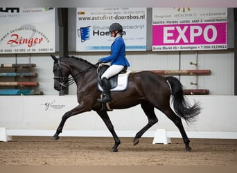 KWPN, Stute, 9 Jahre, 170 cm, Rappe